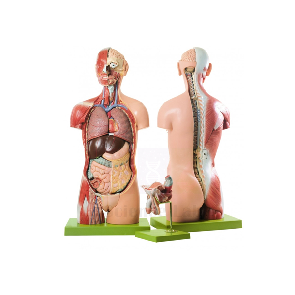 Human Brain with Cortical Functional Centers Model